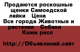 Продаются роскошные щенки Самоедской лайки › Цена ­ 40 000 - Все города Животные и растения » Собаки   . Коми респ.